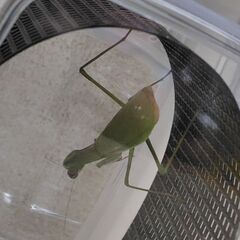 【北海道産】祈り虫　オオカマキリ　緑色　成虫　メス　1匹　700円の画像