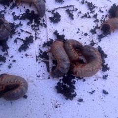 カブトムシの画像