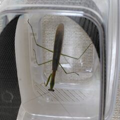 【北海道産】祈り虫　オオカマキリ　成虫　オス　1匹　800円の画像