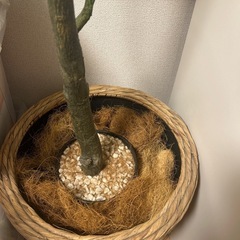 フェイク観葉植物（パキラ）  　の画像
