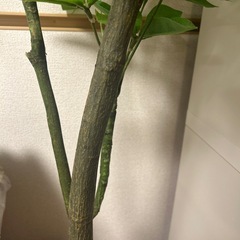 フェイク観葉植物（パキラ）  　の画像