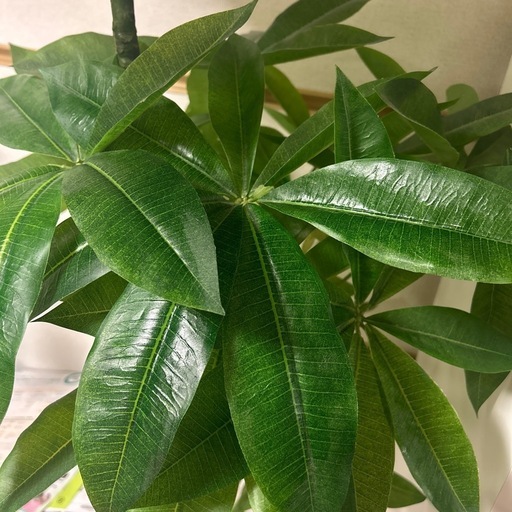 約180cm!!フェイク観葉植物（パキラ）  　