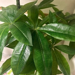 フェイク観葉植物（パキラ）  　の画像