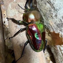 ニジイロクワガタ　♂1♀3の画像