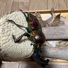 ニジイロクワガタ　♂1♀3の画像