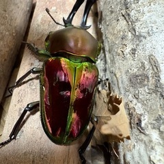 ニジイロクワガタ　♂1♀3の画像