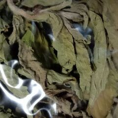 ステビア乾燥品（20ｇ）　ハーブティのブレンドやストレートでお茶としてもの画像