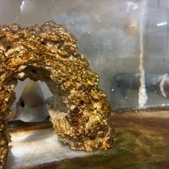 ゴマハギの画像