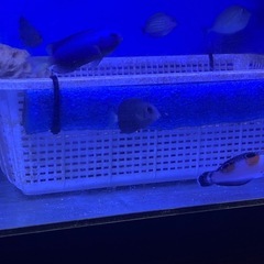 クロハギの画像
