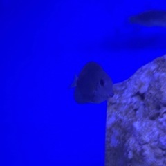 クロハギの画像