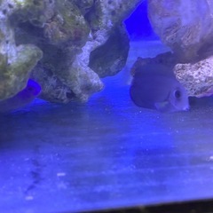 クロハギの画像