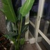 ランキングキーワードに紐づく投稿画像-観葉植物