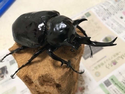 マルスゾウカブト ペア