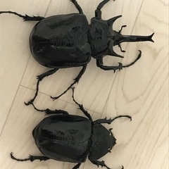 マルスゾウカブト ペアの画像
