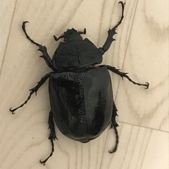 マルスゾウカブト ペアの画像