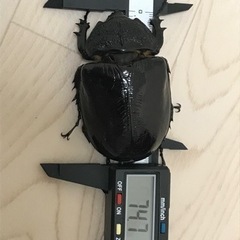 マルスゾウカブト ペアの画像