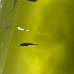 メダカ若魚✨30匹の画像