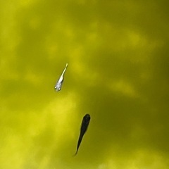 メダカ若魚✨30匹の画像