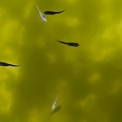 メダカ若魚✨30匹の画像