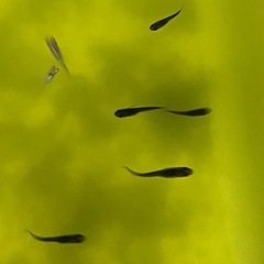 メダカ若魚✨30匹の画像