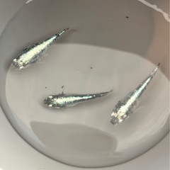 初出品‼️🟩レックウザ1ペア+1匹【MARUEメダカ】の画像