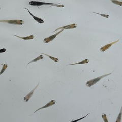 ＭＩＸメダカ稚魚50匹の画像