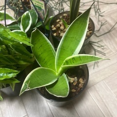 観葉植物５種類まとめての画像