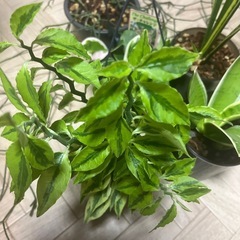 観葉植物５種類まとめての画像
