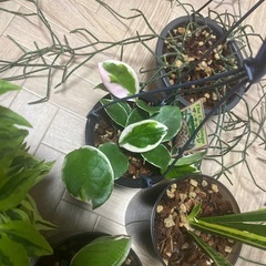観葉植物５種類まとめての画像
