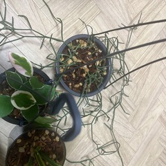 観葉植物５種類まとめての画像
