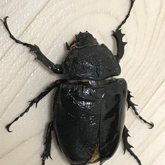 マルスゾウカブト メス(羽パカ)の画像