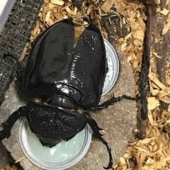マルスゾウカブト メス(羽パカ)の画像