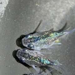 極上‼️ロイヤルブルーダルマ体型1ペア+1匹【MARUEメダカ】の画像