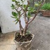 ランキングキーワードに紐づく投稿画像-多肉植物
