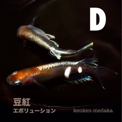 メダカ 【D】豆紅エボリューション 1ペアの画像