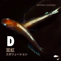 メダカ 【D】豆紅エボリューション 1ペアの画像