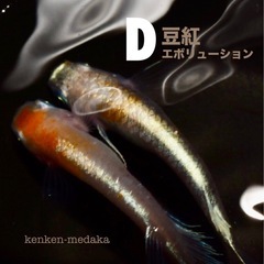 メダカ 【D】豆紅エボリューション 1ペアの画像