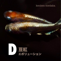 メダカ 【D】豆紅エボリューション 1ペアの画像
