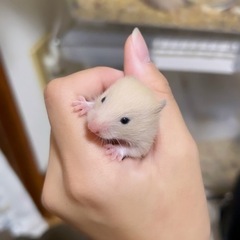 ゴールデンハムスター（キンクマ）の里親を探しています