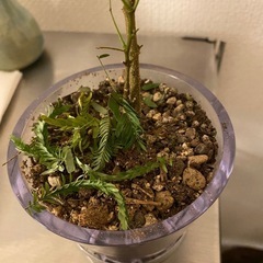 エバーフレッシュの画像
