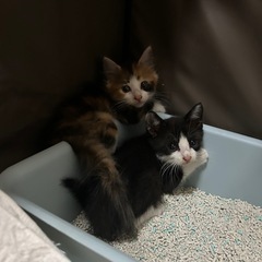 （譲渡決定）まんまるおめめのハチワレの画像