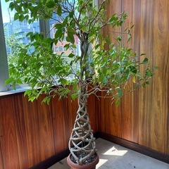 大型　ベンジャミン　鉢植えの画像