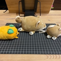 柴犬とみきゃん の画像