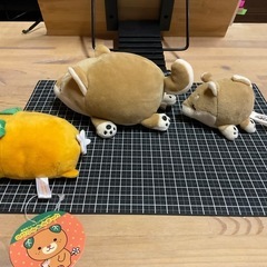 柴犬とみきゃん の画像