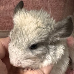 チンチラ ホワイトパイド 