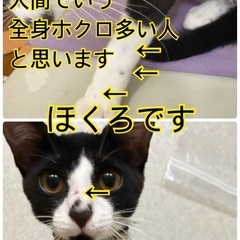 8/22更新 柄が悪くもらい手がなさそうな子猫