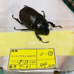 ⑧ティティウスシロカブト　新成虫ペアの販売の画像