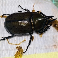 ⑧ティティウスシロカブト　新成虫ペアの販売の画像