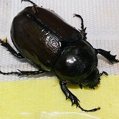 ⑧ティティウスシロカブト　新成虫ペアの販売の画像