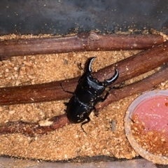 沖縄ノコギリクワガタオス5匹メス2匹の7匹と沖縄ヒラタクワガタ1匹の画像